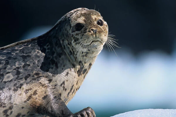 USA, Alaska, Tongass National Forest, Harbor Seal (Phoca vitulina) resting on iceberg