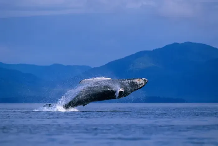 Framed Print : USA, Alaska, Tongass National Forest, Humpback Whale (Megaptera novaengliae) breaches Framed Print : USA, Alaska, Tongass National Forest, Humpback Whale (Megaptera novaengliae) breaches