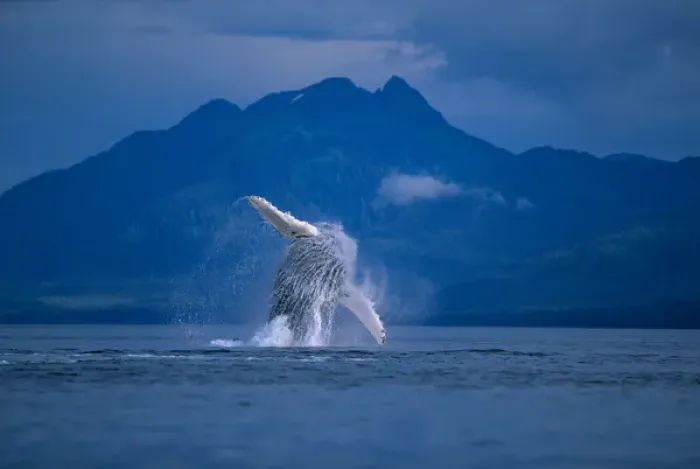 Framed Print : USA, Alaska, Tongass National Forest, Humpback Whale (Megaptera novaengliae) breaches