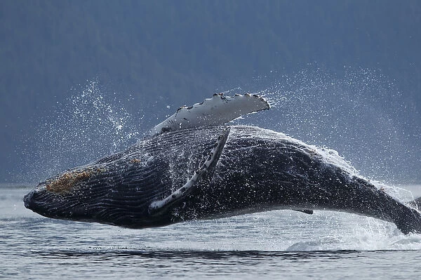 USA, Alaska, Tongass National Forest, Humpback Whale (Megaptera novaengliae) breaching