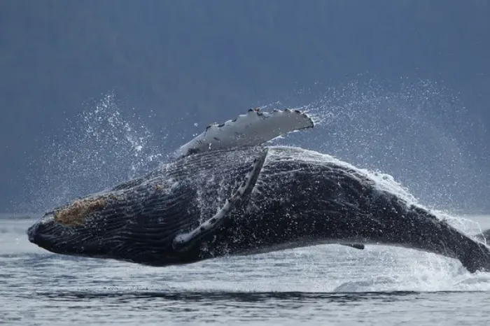 Framed Print : USA, Alaska, Tongass National Forest, Humpback Whale (Megaptera novaengliae) breaching Framed Print : USA, Alaska, Tongass National Forest, Humpback Whale (Megaptera novaengliae) breaching