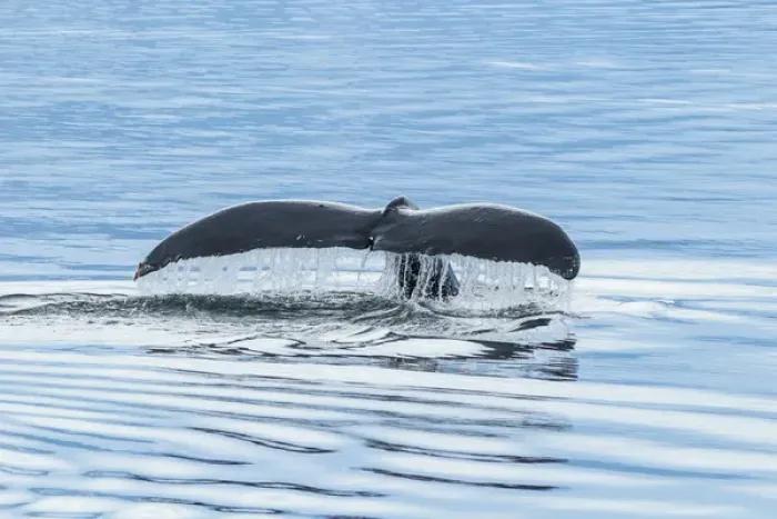 Framed Print : USA, Alaska, Tongass National Forest. Humpback whale diving Framed Print : USA, Alaska, Tongass National Forest. Humpback whale diving