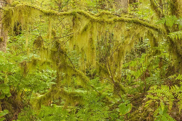 USA, Alaska, Tongass National Forest. Moss-covered tree limbs in Anan Creek. Credit as