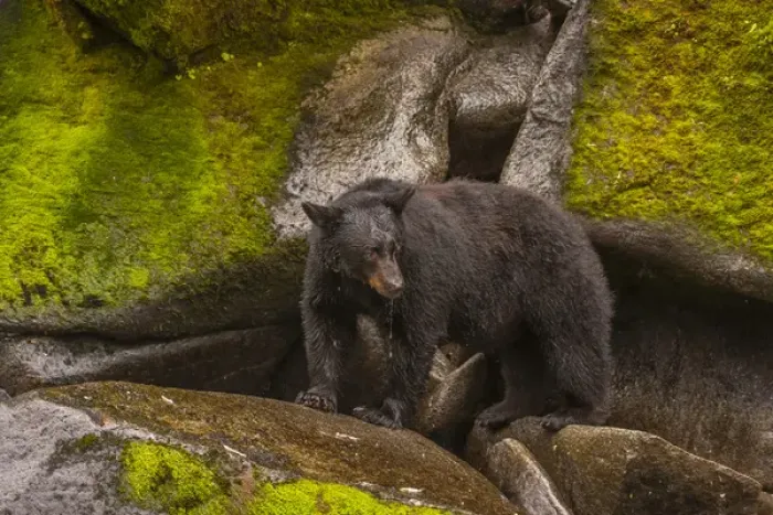 Framed Print : USA, Alaska, Tongass National Forest. Drooling black bear standing on boulders. Credit as