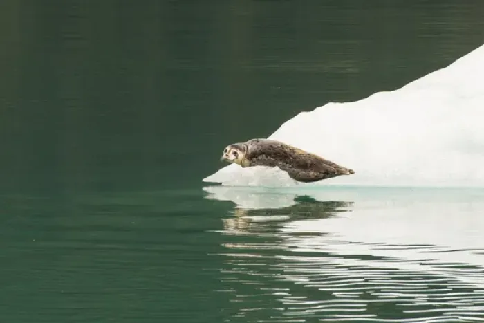 Framed Print : USA, Alaska, Tongass National Forest. Lone harbor seal on iceberg Framed Print : USA, Alaska, Tongass National Forest. Lone harbor seal on iceberg