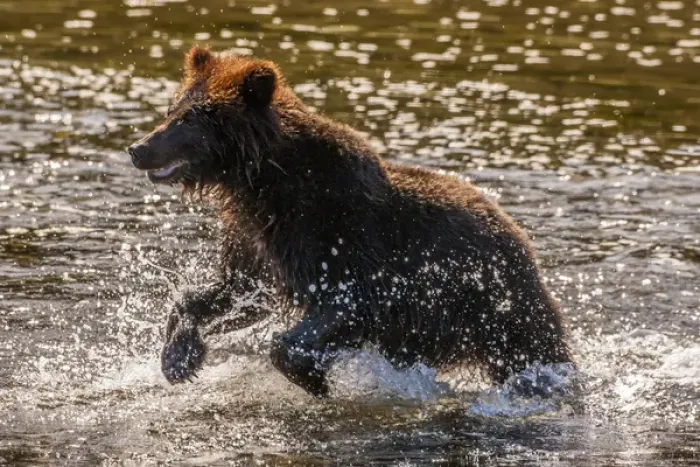 Framed Print : USA, Alaska, Tongass National Forest. Young grizzly cub rushes to catch salmon. Credit as Framed Print : USA, Alaska, Tongass National Forest. Young grizzly cub rushes to catch salmon. Credit as