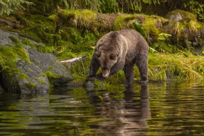 Framed Print : USA, Alaska, Tongass National Forest. Grizzly bear searches for salmon in Anan Creek