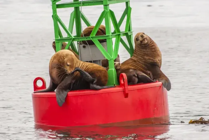 Framed Print : USA, Alaska, Tongass National Forest. Sea lions resting on a buoy