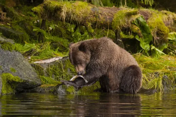 Framed Print : USA, Alaska, Tongass National Forest. Grizzly bear catches salmon in Anan Creek. Credit as