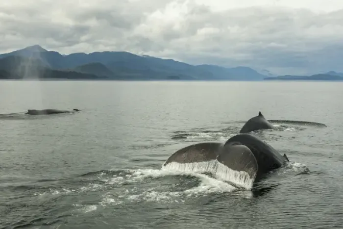Framed Print : USA, Alaska, Tongass National Forest. Humpback whales surfacing & diving. Credit as