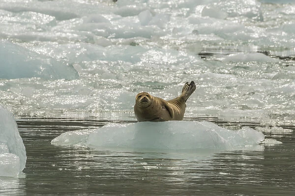 USA, Alaska, Tongass National Forest, Endicott Arm. Harbor seal on iceberg. Credit as