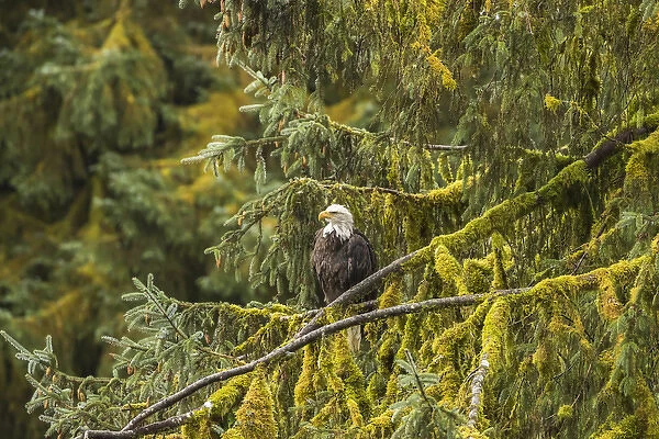 USA, Alaska, Tongass National Forest. Bald eagle in tree