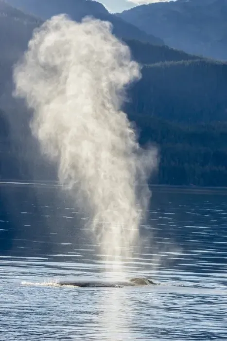 Framed Print : USA, Alaska, Tongass National Forest. Humpback whale spouts on surface. Credit as Framed Print : USA, Alaska, Tongass National Forest. Humpback whale spouts on surface. Credit as