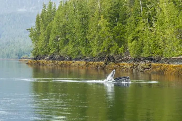 Framed Print : USA, Alaska, Tongass National Forest. Humpback whale lunge feeds Framed Print : USA, Alaska, Tongass National Forest. Humpback whale lunge feeds