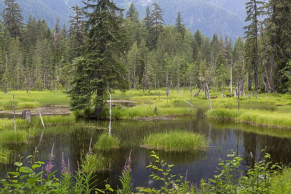 USA, Alaska, Tongass National Forest. Landscape with Moose Pond