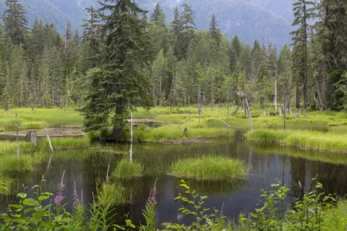 Framed Print : USA, Alaska, Tongass National Forest. Landscape with Moose Pond Framed Print : USA, Alaska, Tongass National Forest. Landscape with Moose Pond
