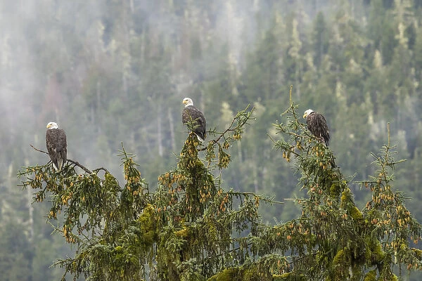 USA, Alaska, Tongass National Forest. Bald eagles in tree