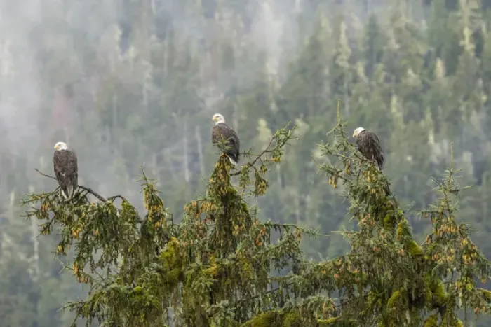 Framed Print : USA, Alaska, Tongass National Forest. Bald eagles in tree