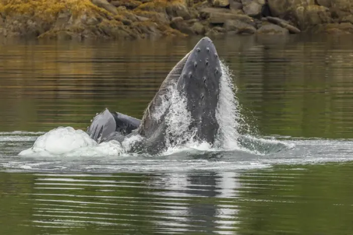 Framed Print : USA, Alaska, Tongass National Forest. Humpback whale lunge feeds Framed Print : USA, Alaska, Tongass National Forest. Humpback whale lunge feeds