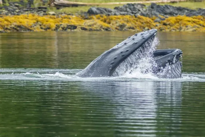 Framed Print : USA, Alaska, Tongass National Forest. Humpback whale lunge feeds Framed Print : USA, Alaska, Tongass National Forest. Humpback whale lunge feeds