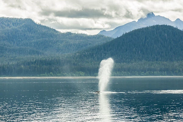 USA, Alaska, Tongass National Forest. Humpback whale spouts on surface. Credit as