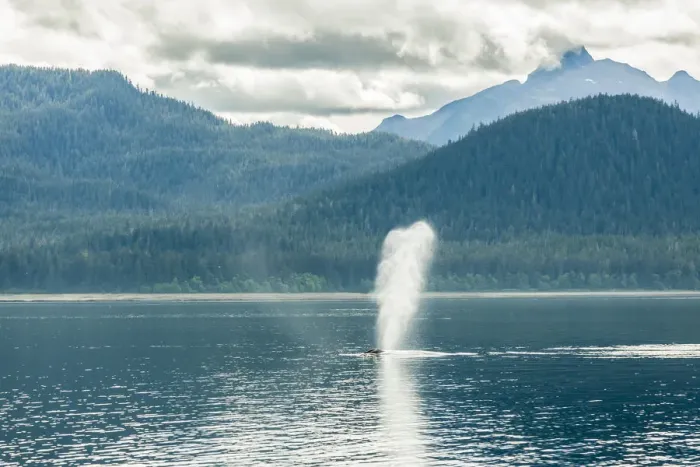 Framed Print : USA, Alaska, Tongass National Forest. Humpback whale spouts on surface. Credit as Framed Print : USA, Alaska, Tongass National Forest. Humpback whale spouts on surface. Credit as