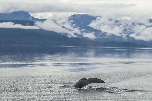 USA, Alaska, Tongass National Forest. Humpback whale diving