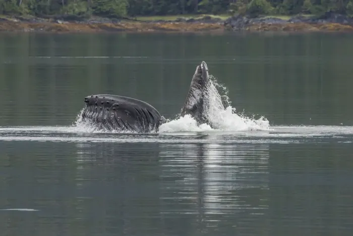 Framed Print : USA, Alaska, Tongass National Forest. Humpback whale lunge feeds Framed Print : USA, Alaska, Tongass National Forest. Humpback whale lunge feeds