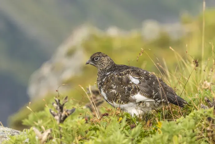 Framed Print : USA, Alaska, Tongass National Forest. Rock ptarmigan in summer plumage. Credit as Framed Print : USA, Alaska, Tongass National Forest. Rock ptarmigan in summer plumage. Credit as