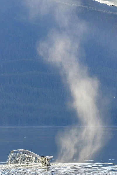 USA, Alaska, Tongass National Forest. Humpback whale dives after spouting on surface