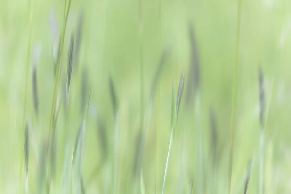 USA, Alaska, Tongass National Forest. Abstract of meadow grass