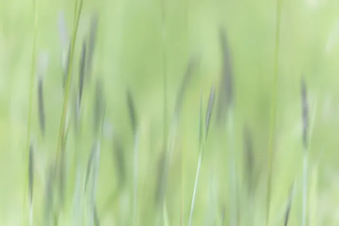 Framed Print : USA, Alaska, Tongass National Forest. Abstract of meadow grass Framed Print : USA, Alaska, Tongass National Forest. Abstract of meadow grass