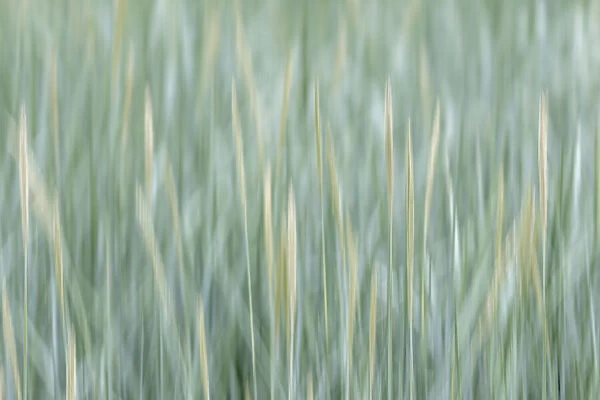 USA, Alaska, Tongass National Forest. Abstract of meadow grass