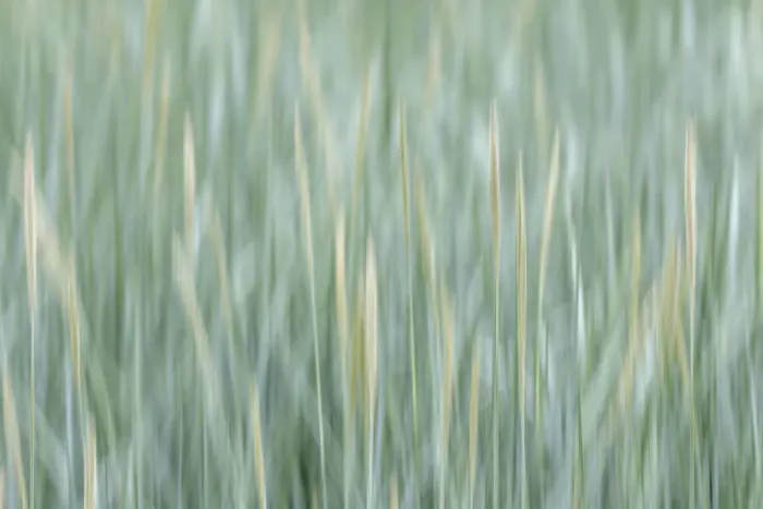 Framed Print : USA, Alaska, Tongass National Forest. Abstract of meadow grass Framed Print : USA, Alaska, Tongass National Forest. Abstract of meadow grass