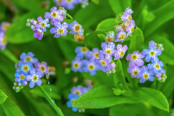 USA, Alaska, Tongass National Forest. Close-up of dew on wildflowers
