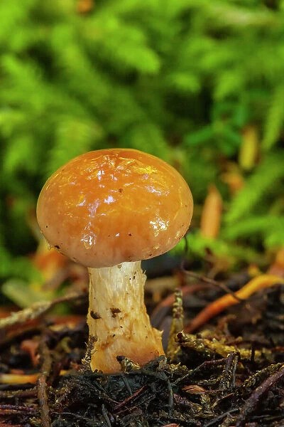 USA, Alaska, Tongass National Forest. Close-up of mushroom