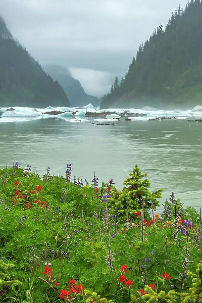 USA, Alaska, Tongass National Forest. Shakes Lake icebergs and wildflowers