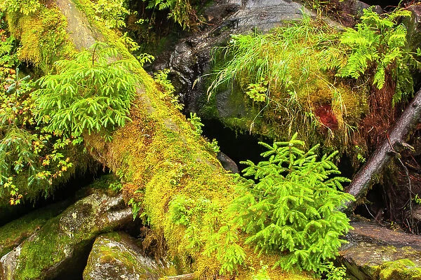 USA, Alaska, Tongass National Forest. Mossy log and rocks scenic