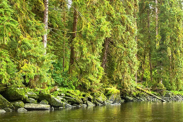 USA, Alaska, Tongass National Forest. Forest reflects in Anan Creek