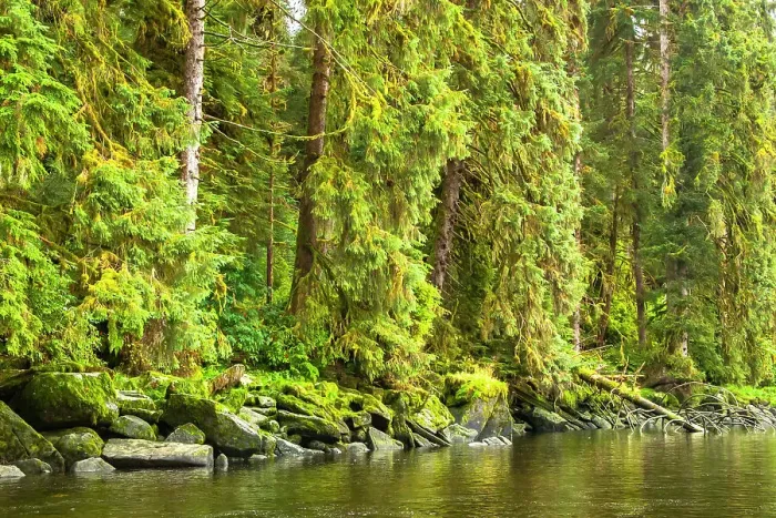 Framed Print : USA, Alaska, Tongass National Forest. Forest reflects in Anan Creek