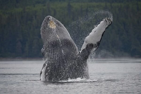 USA, Alaska, Tongass National Forest, Humpback Whale (Megaptera novaengliae) breaching