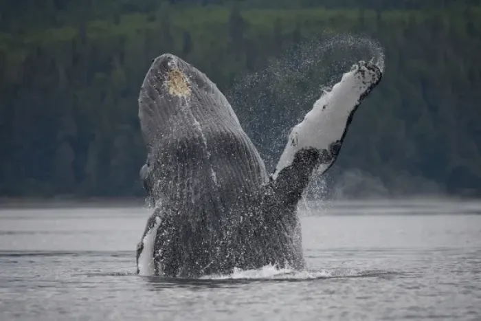 Framed Print : USA, Alaska, Tongass National Forest, Humpback Whale (Megaptera novaengliae) breaching