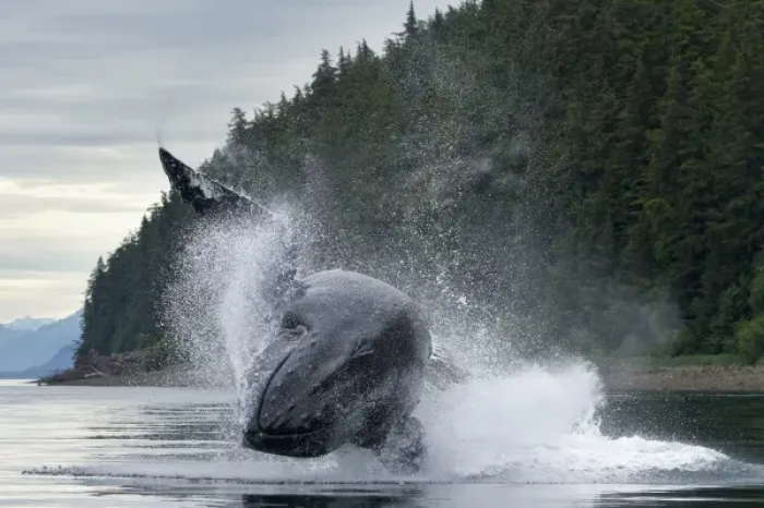 Framed Print : USA, Alaska, Tongass National Forest, Humpback Whales (Megaptera novaengliae) breaches Framed Print : USA, Alaska, Tongass National Forest, Humpback Whales (Megaptera novaengliae) breaches
