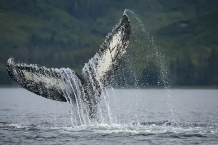 Framed Print : USA, Alaska, Tongass National Forest, Humpback Whale (Megaptera novaengliae) slapping Framed Print : USA, Alaska, Tongass National Forest, Humpback Whale (Megaptera novaengliae) slapping