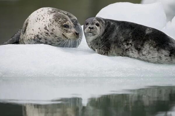 USA, Alaska, Tongass National Forest, South Sawyer Glacier, Harbor Seal with young pup