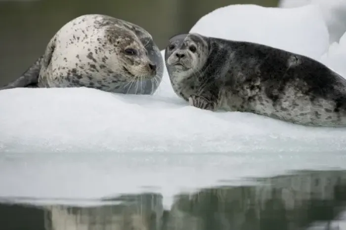 Framed Print : USA, Alaska, Tongass National Forest, South Sawyer Glacier, Harbor Seal with young pup