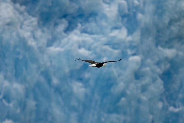 USA, Alaska, Tongass National Forest, Bald Eagle (Haliaeetus leucocephalus) flying