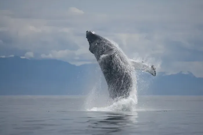 Framed Print : USA, Alaska, Tongass National Forest, Humpback Whale (Megaptera novaengliae) breaching
