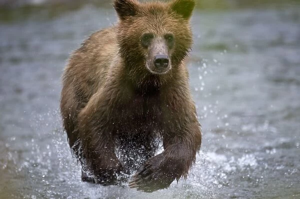 USA, Alaska, Tongass National Forest, Brown (Grizzly) Bear cub (Ursus arctos) running
