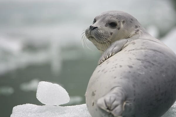 USA, Alaska, Tongass National Forest, Harbor Seal Pup (Phoca vitulina) resting